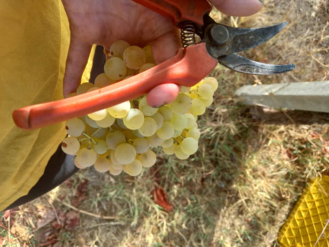 Forbice nell'atto di tagliare un grappolo di uva bianca