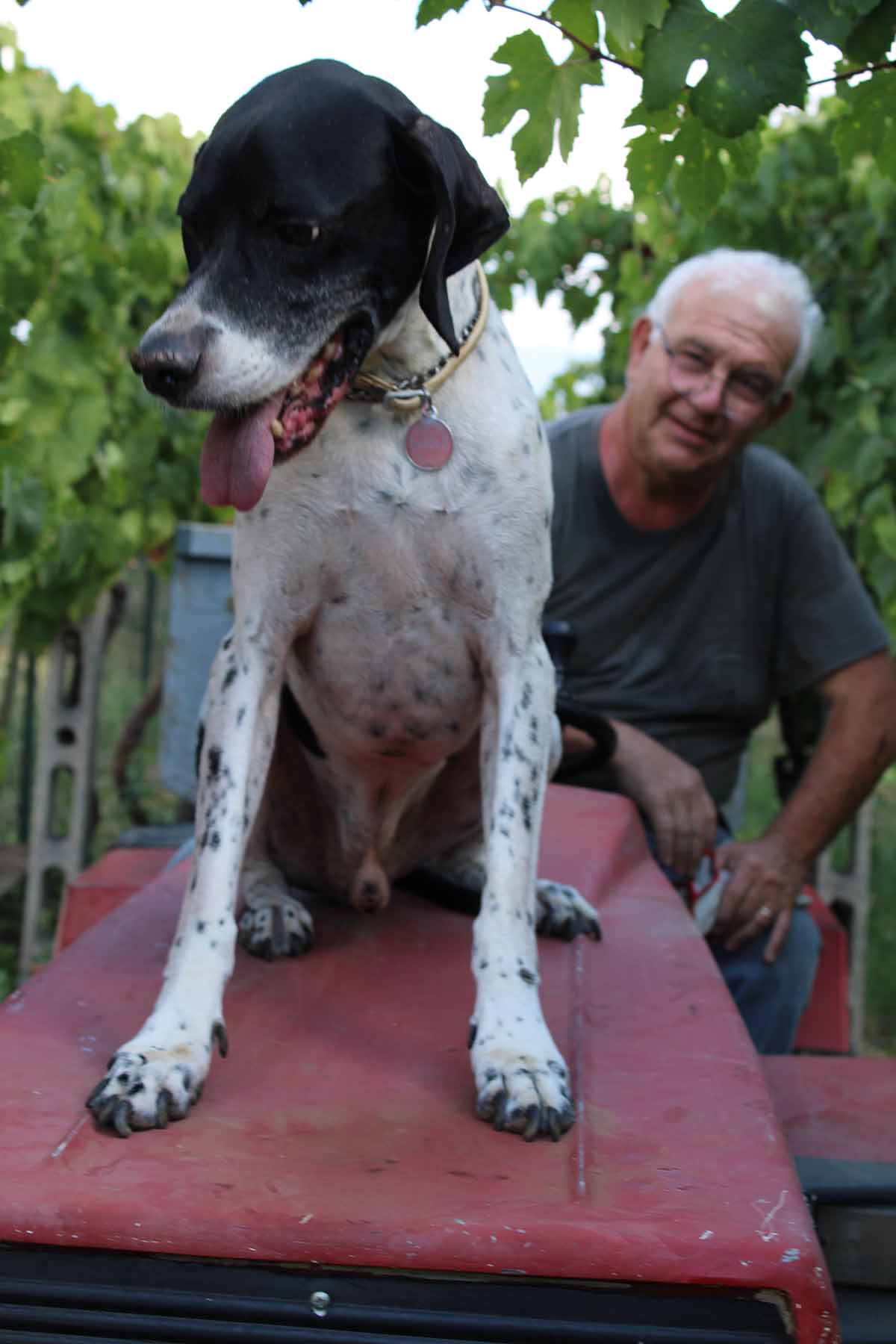 Padre di Simone Pulcini in vigna sul trattore con il cane Barolo di Simone