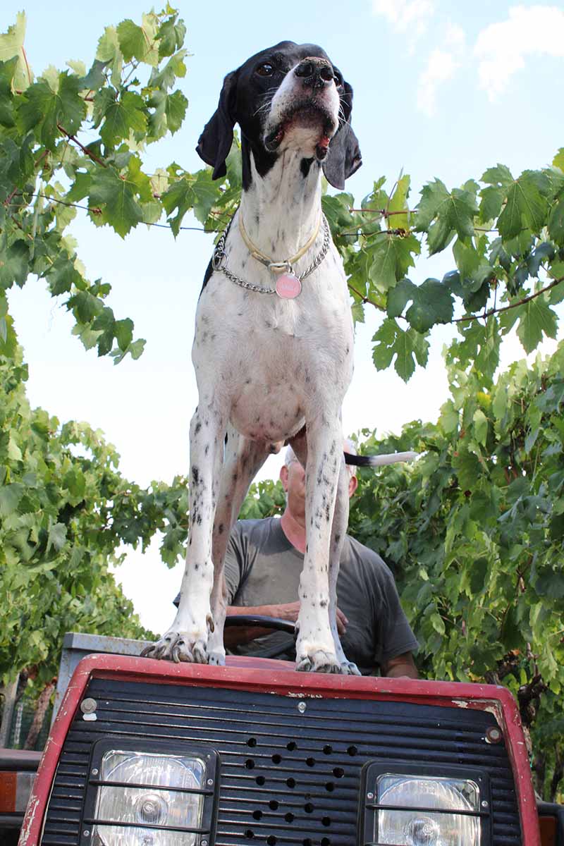 Barolo cane di Simone Pulcini in vigna sul trattore